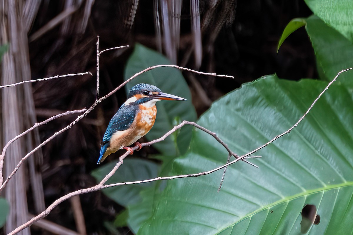 Blue-eared Kingfisher - ML512065951