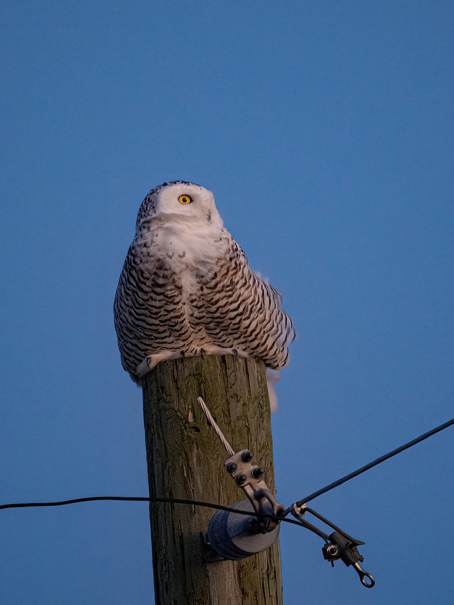 eBird Checklist 3 Dec 2022 HuronManistee National Forests