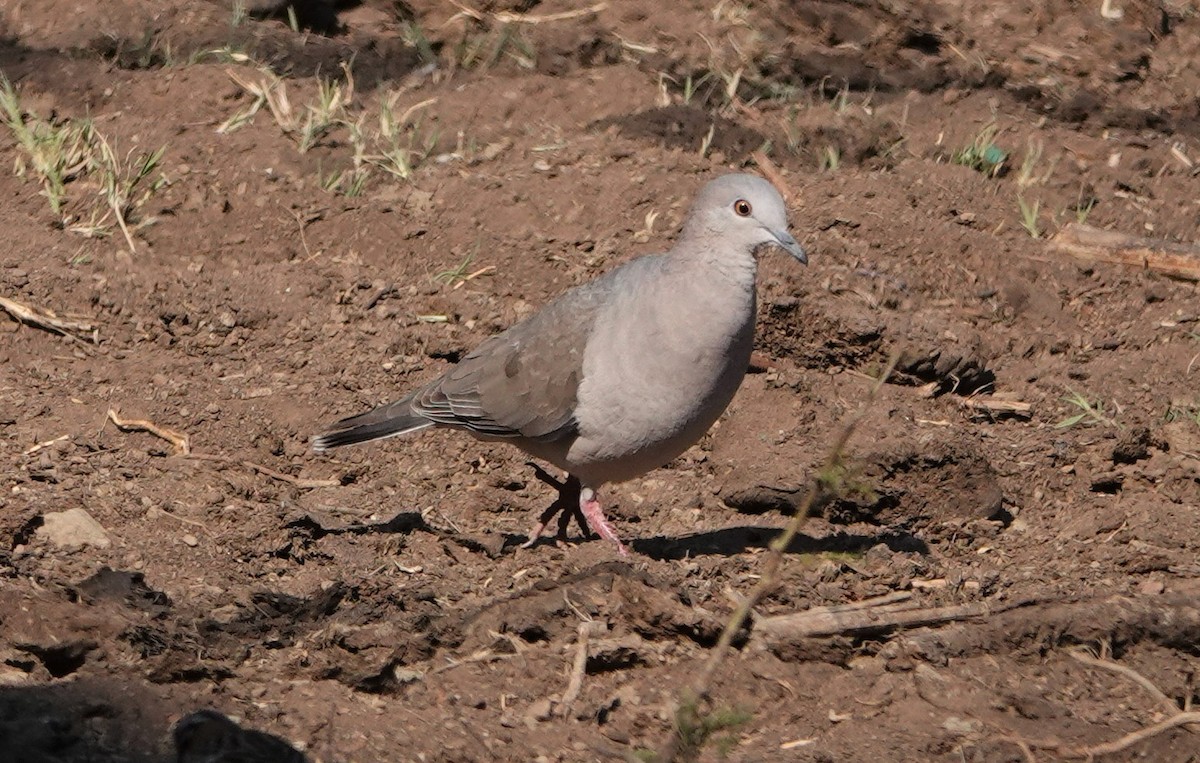 Large-tailed Dove - ML512074741