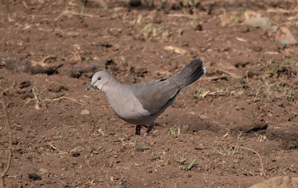 Large-tailed Dove - Peter Burke
