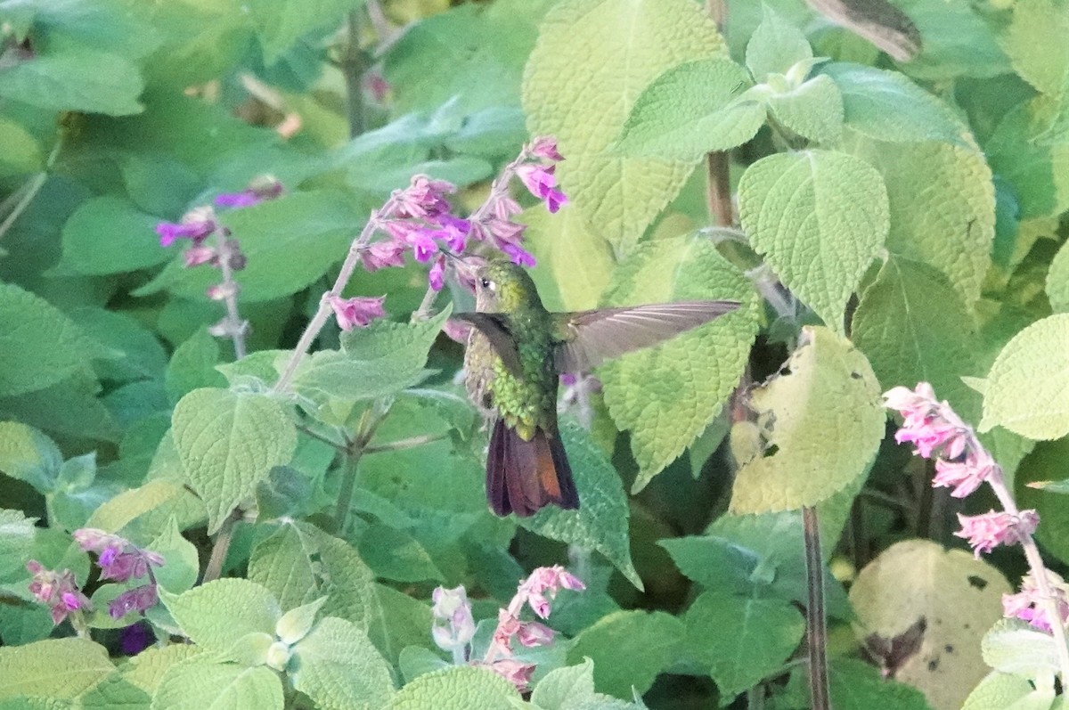 kolibřík šupinkatý - ML512077191