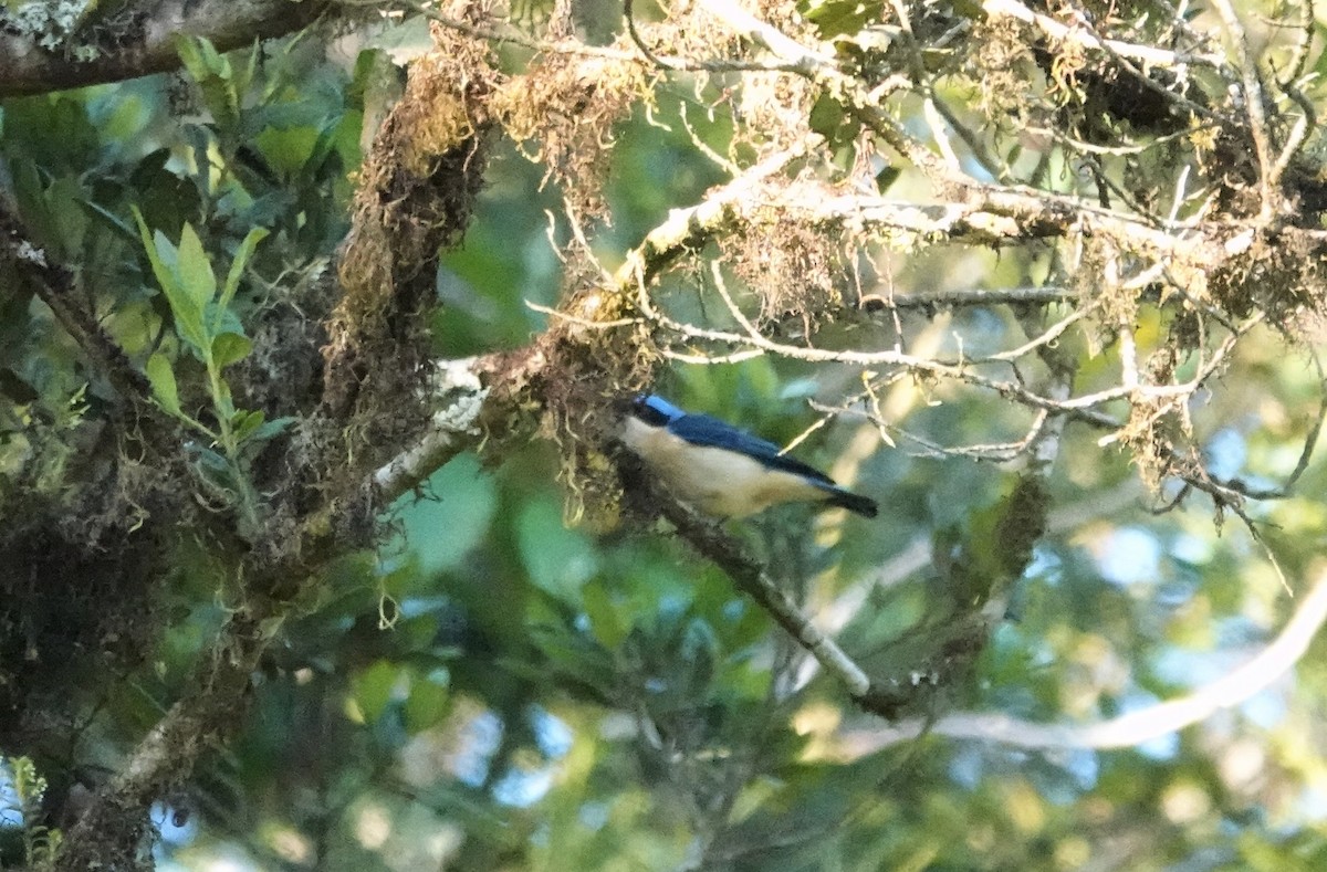 Fawn-breasted Tanager - ML512078881