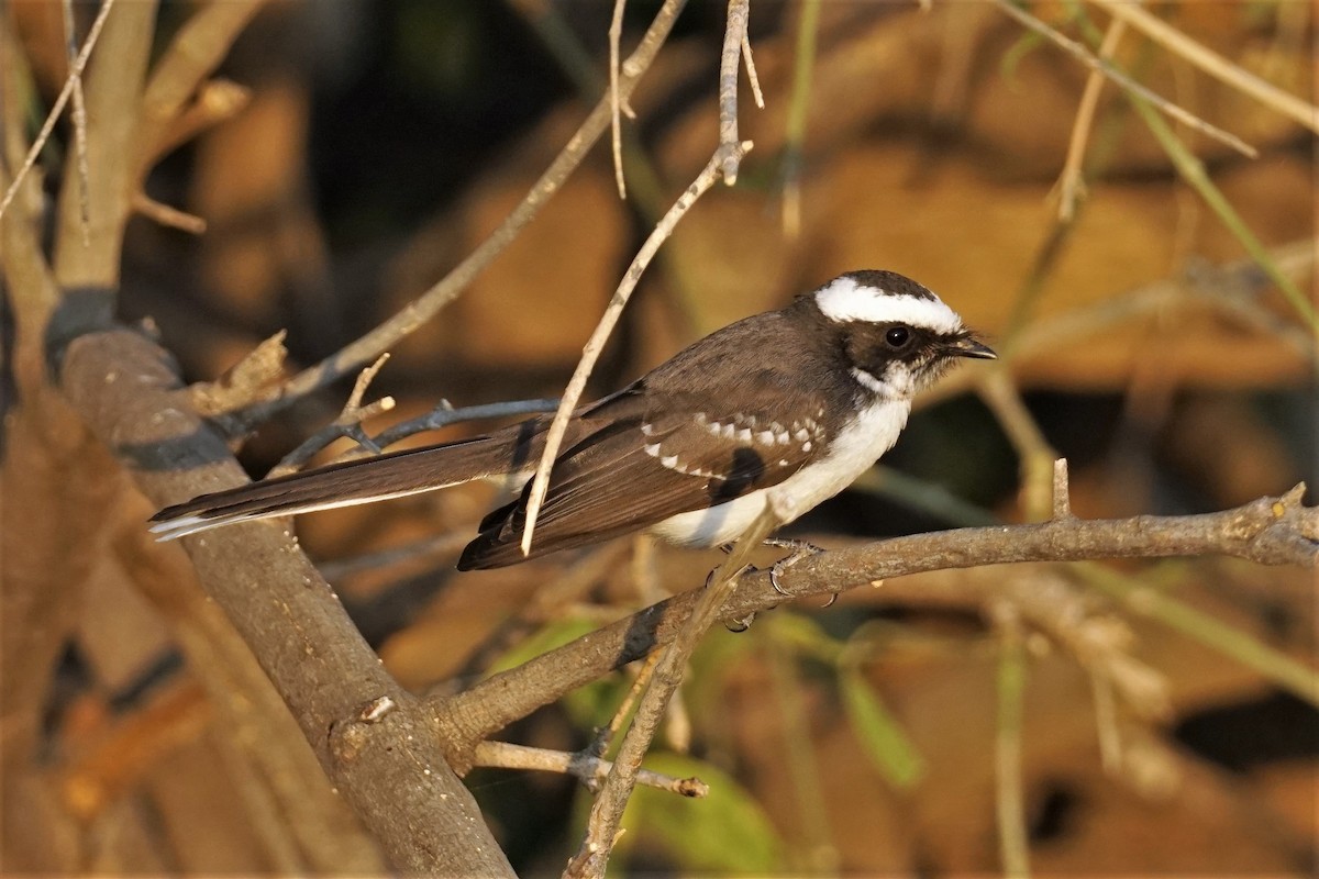 White-browed Fantail - ML512080831