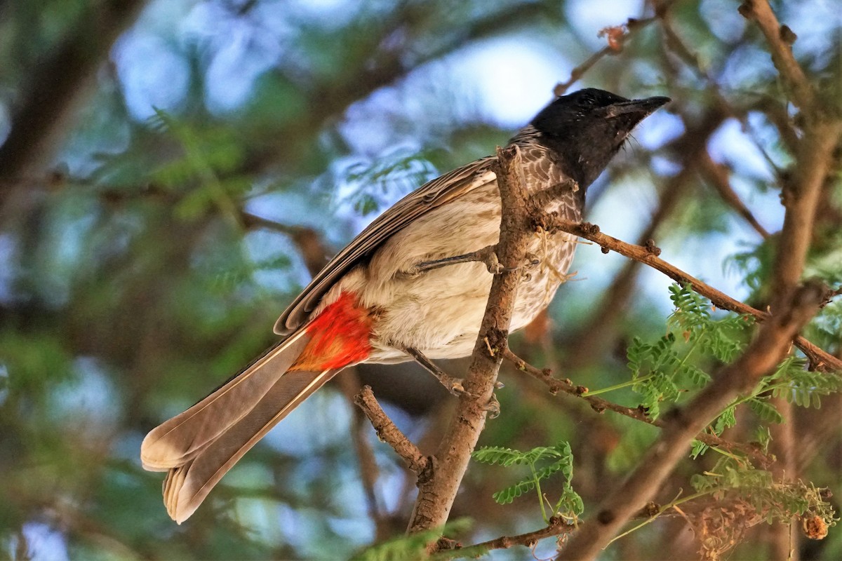 Red-vented Bulbul - Anonymous
