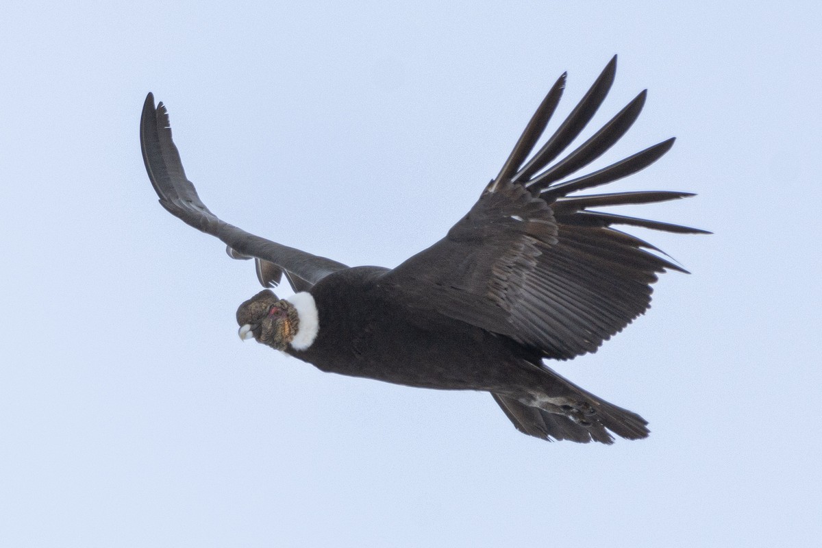 Condor des Andes - ML512090661