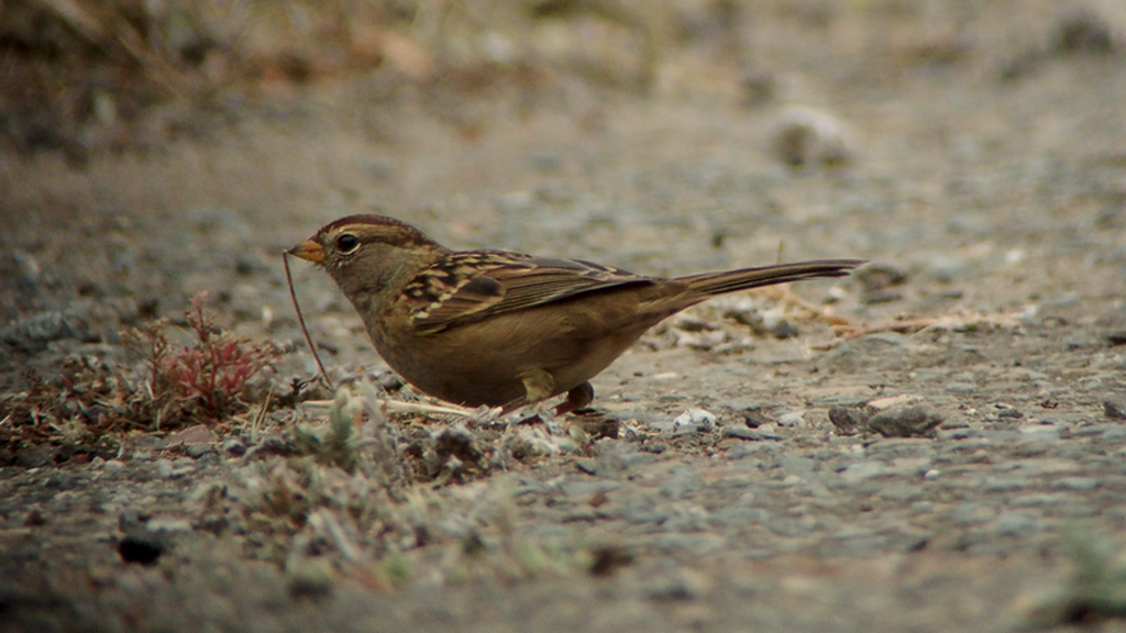 White-crowned Sparrow (nuttalli) - ML512091471