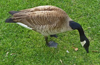 Canada Goose