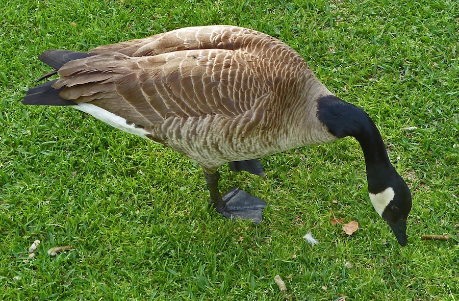 Canada Goose
