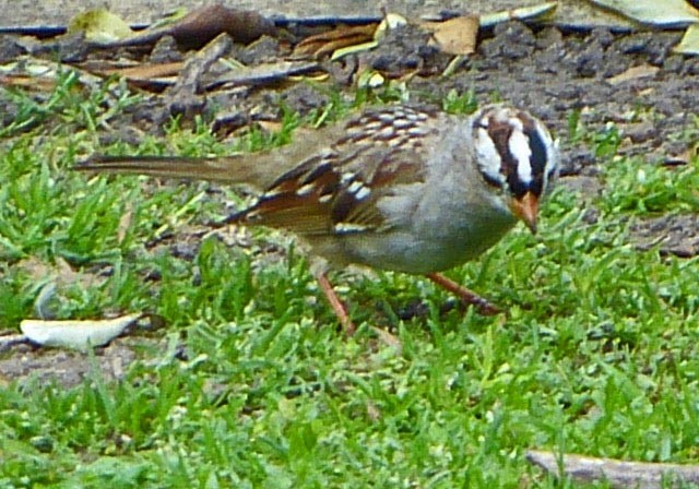White-crowned Sparrow - ML51209421
