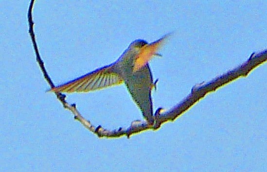 hummingbird sp. - ML51209611