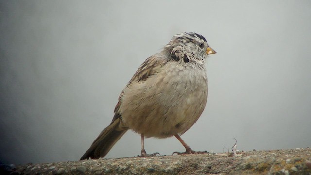 White-crowned Sparrow (nuttalli) - ML512096791