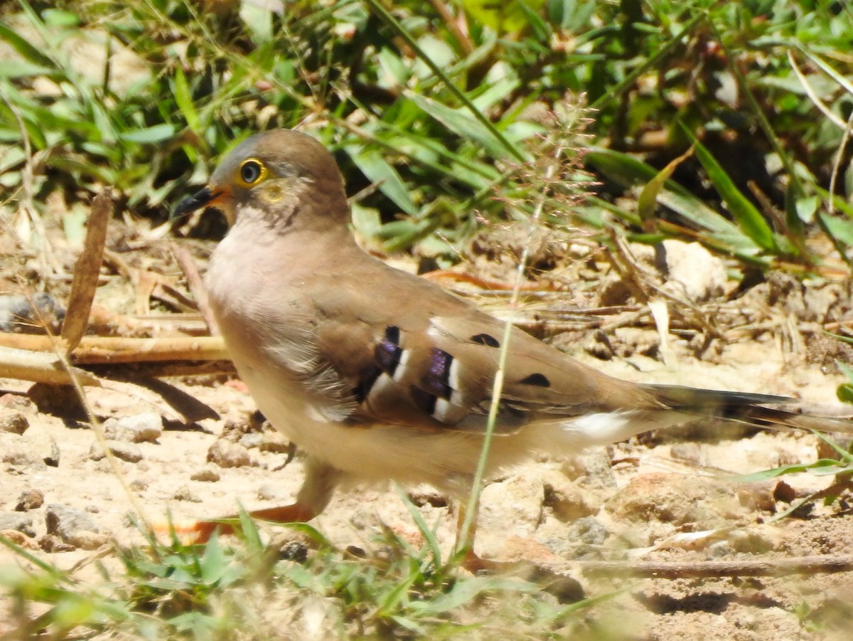Long-tailed Ground Dove - ML512100221