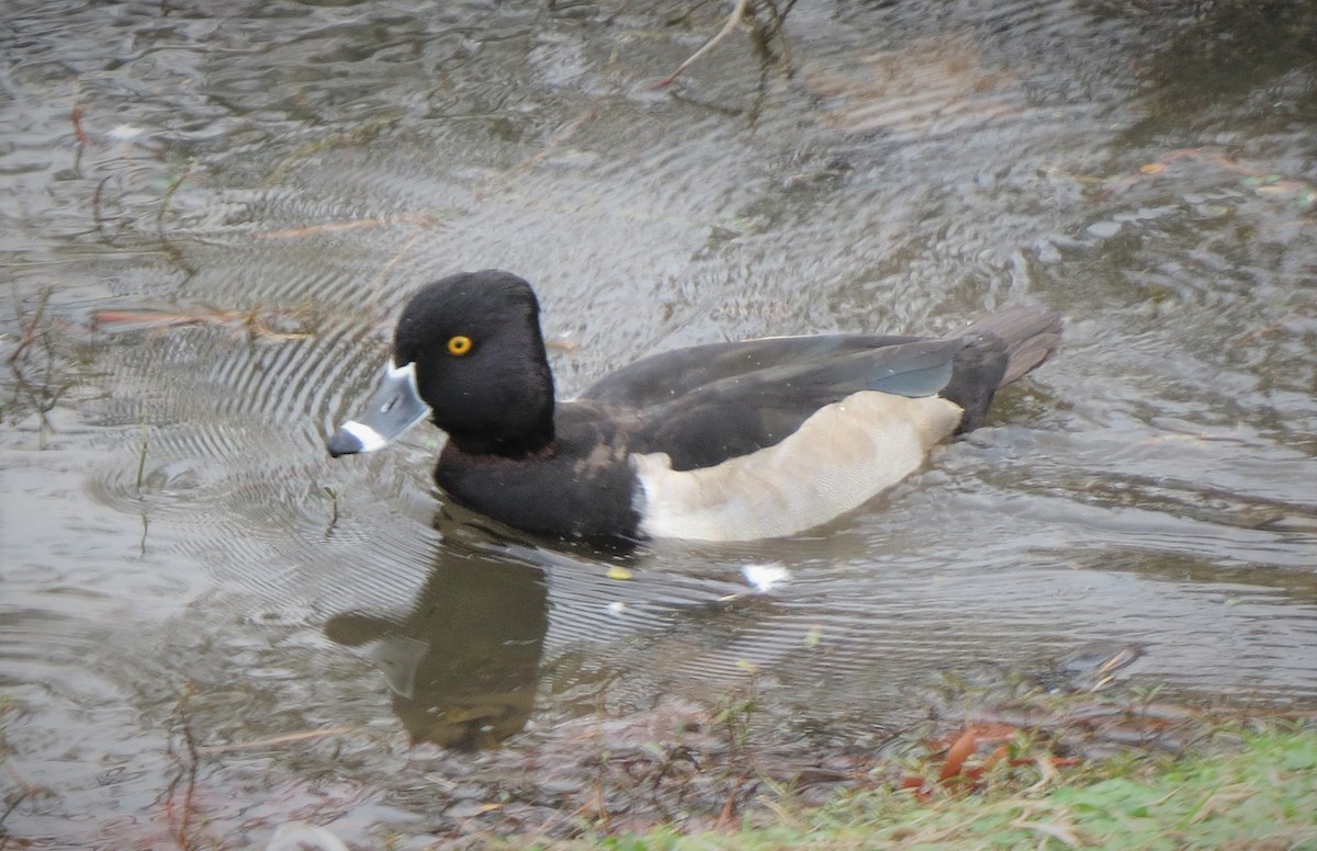 Ring-necked Duck - ML512101491
