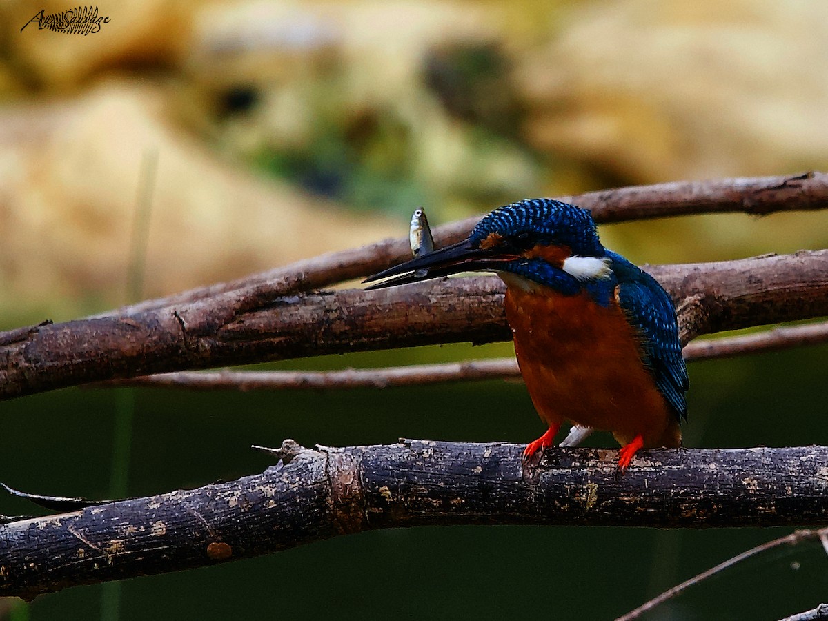 Common Kingfisher - A S