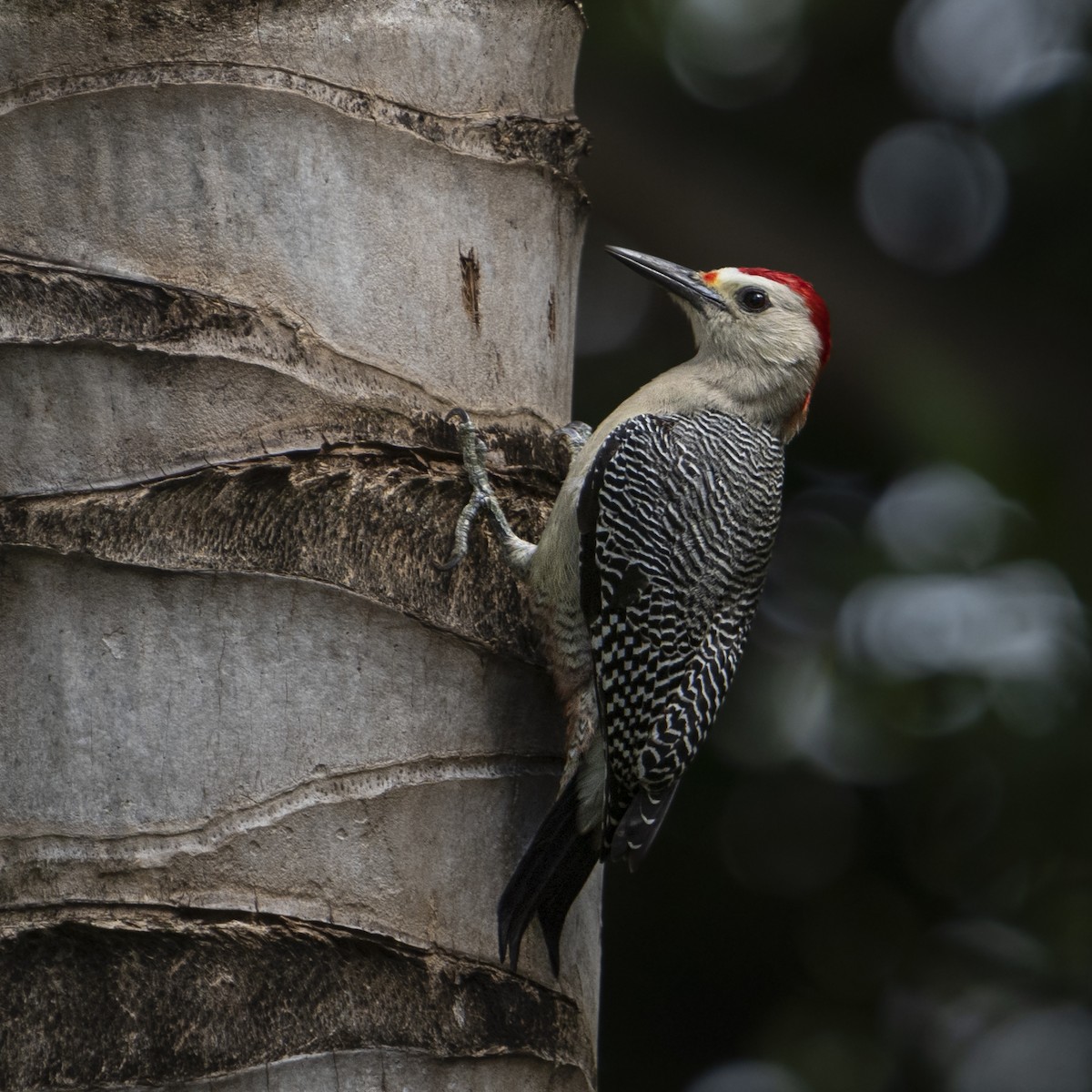 Golden-fronted Woodpecker - ML512101701