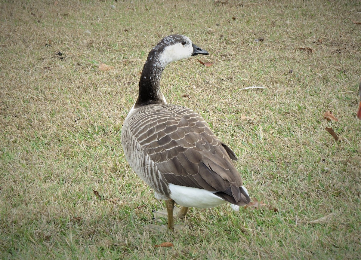 Domestic goose sp. x Canada Goose (hybrid) - ML512102531