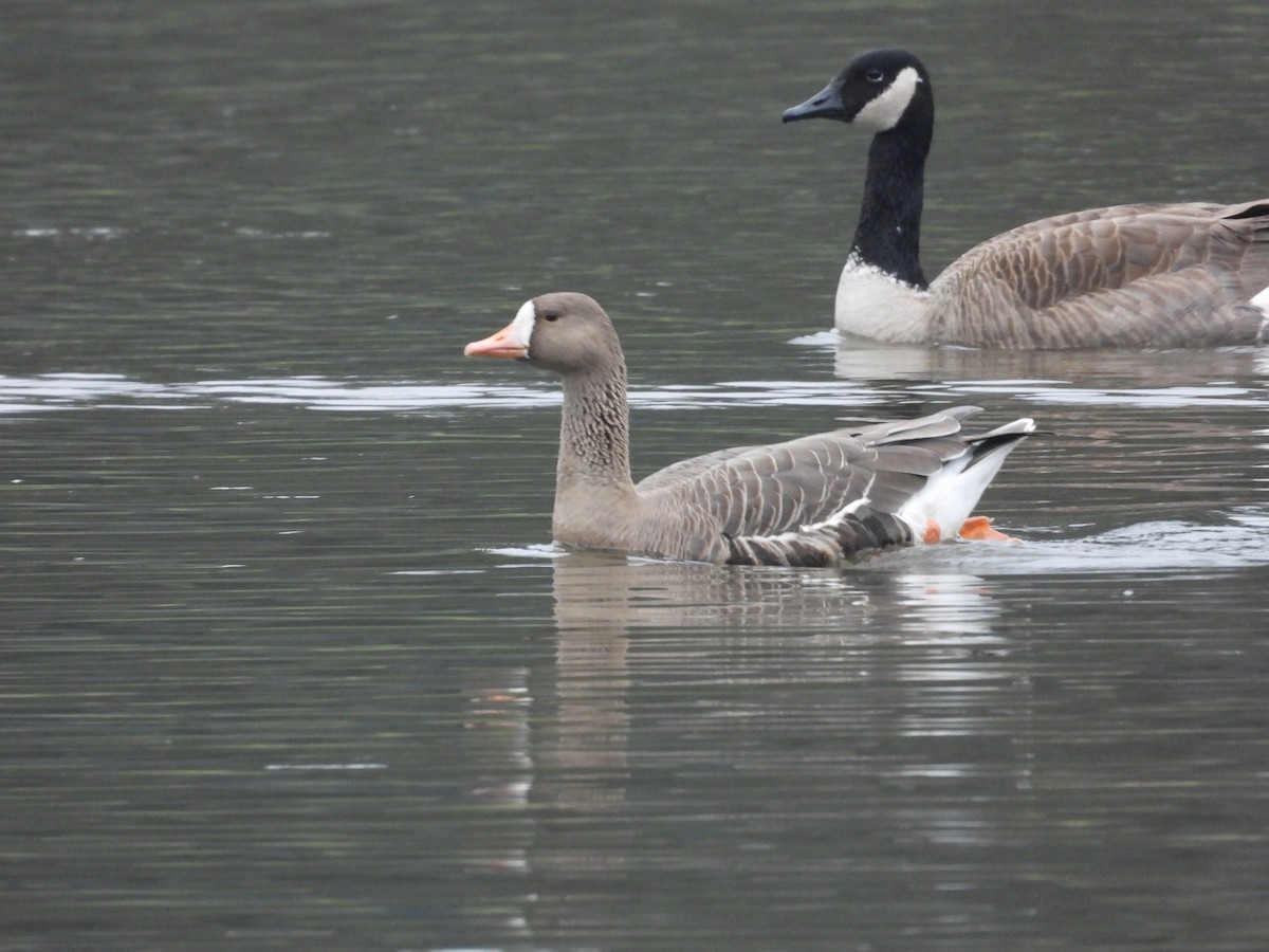 Greater White-fronted Goose - ML512103991