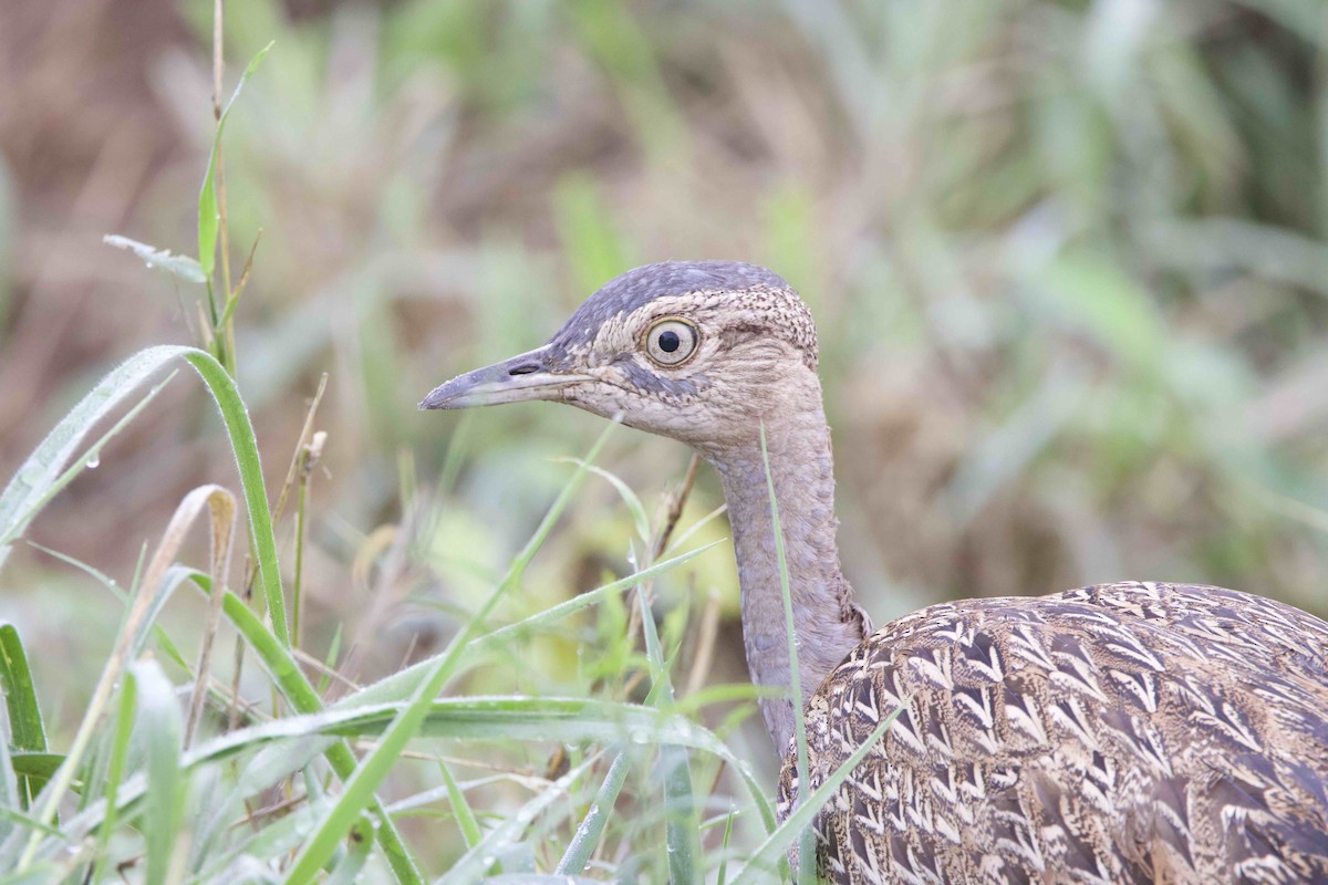 Red-crested Bustard - ML512108381