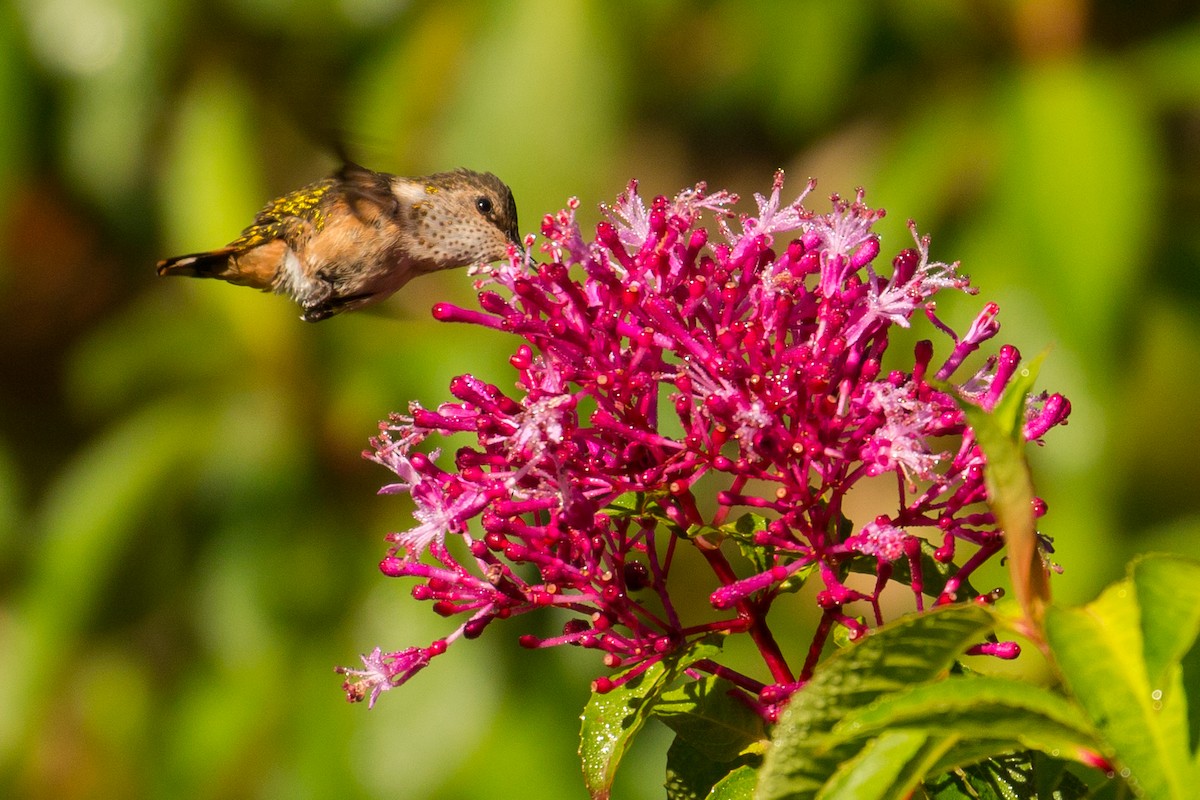 Wine-throated Hummingbird - Patrick Van Thull