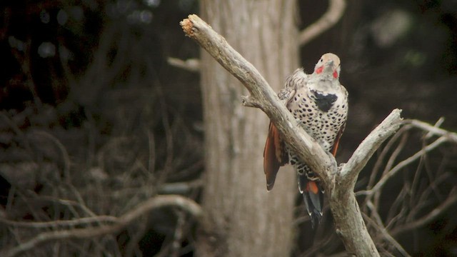 Northern Flicker (Red-shafted) - ML512109581