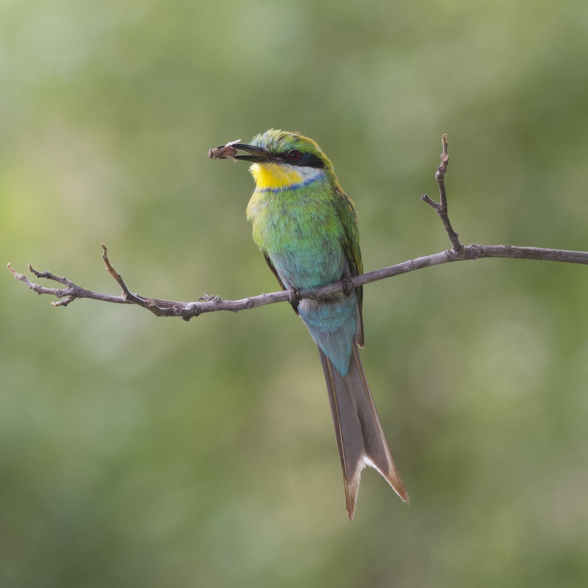 Swallow-tailed Bee-eater - ML512114121