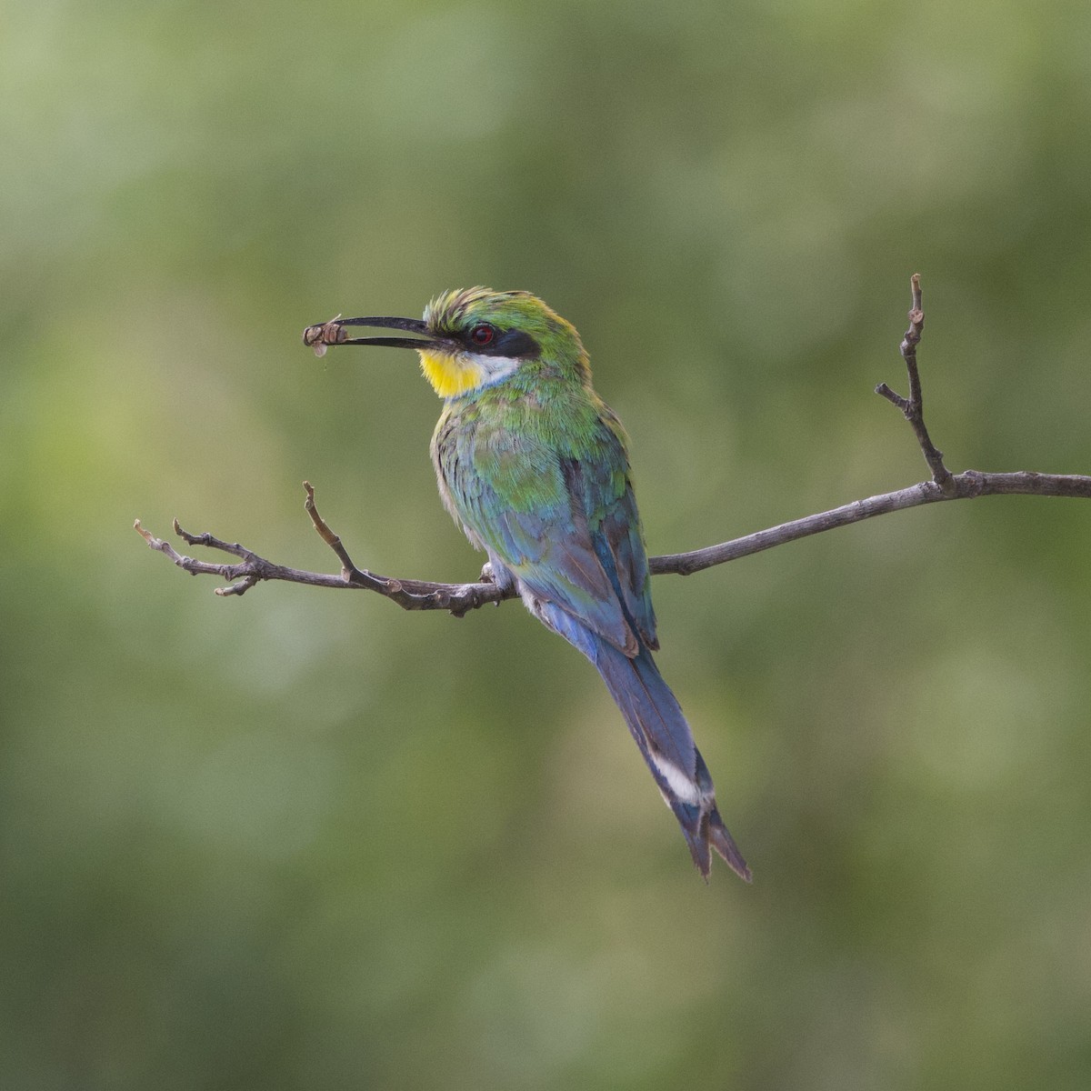 Swallow-tailed Bee-eater - ML512114131