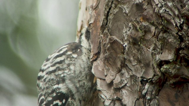 Nuttall's Woodpecker - ML512114371