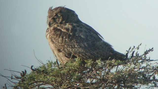 Great Horned Owl - ML512117761