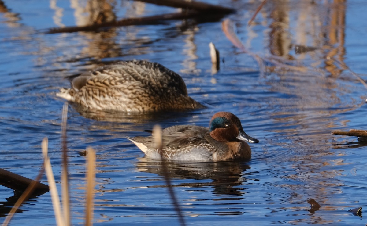 Green-winged Teal - ML512120151