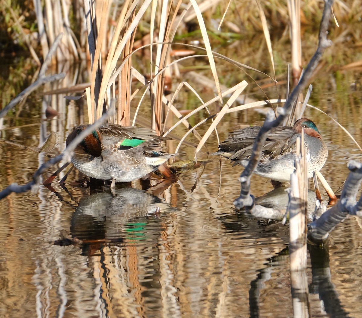 Green-winged Teal - ML512120231