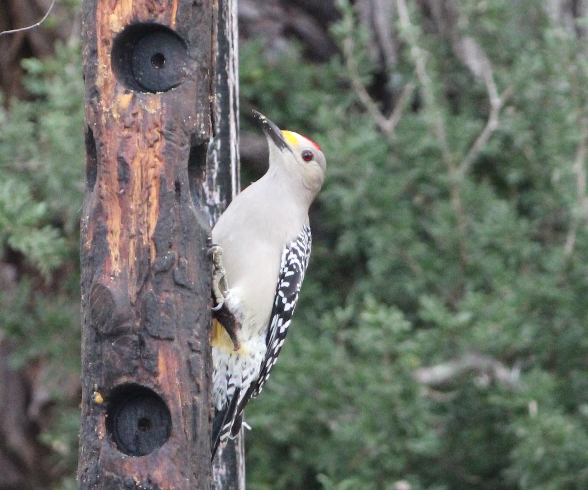 Golden-fronted Woodpecker - ML512121931