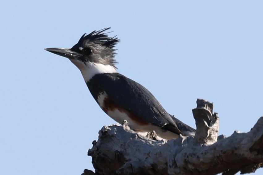 Belted Kingfisher - ML512123911