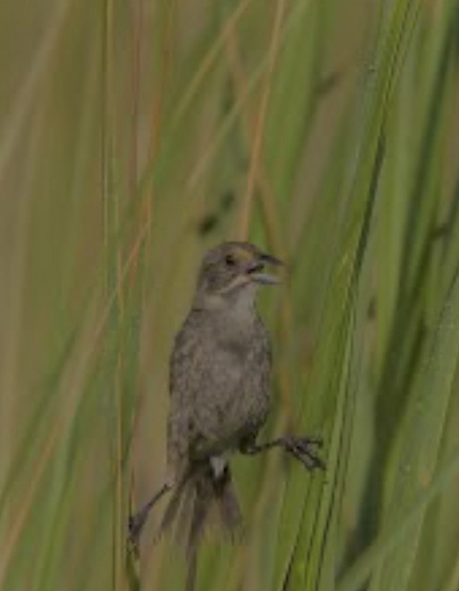Seaside Sparrow (Cape Sable) - Roxanne Featherly