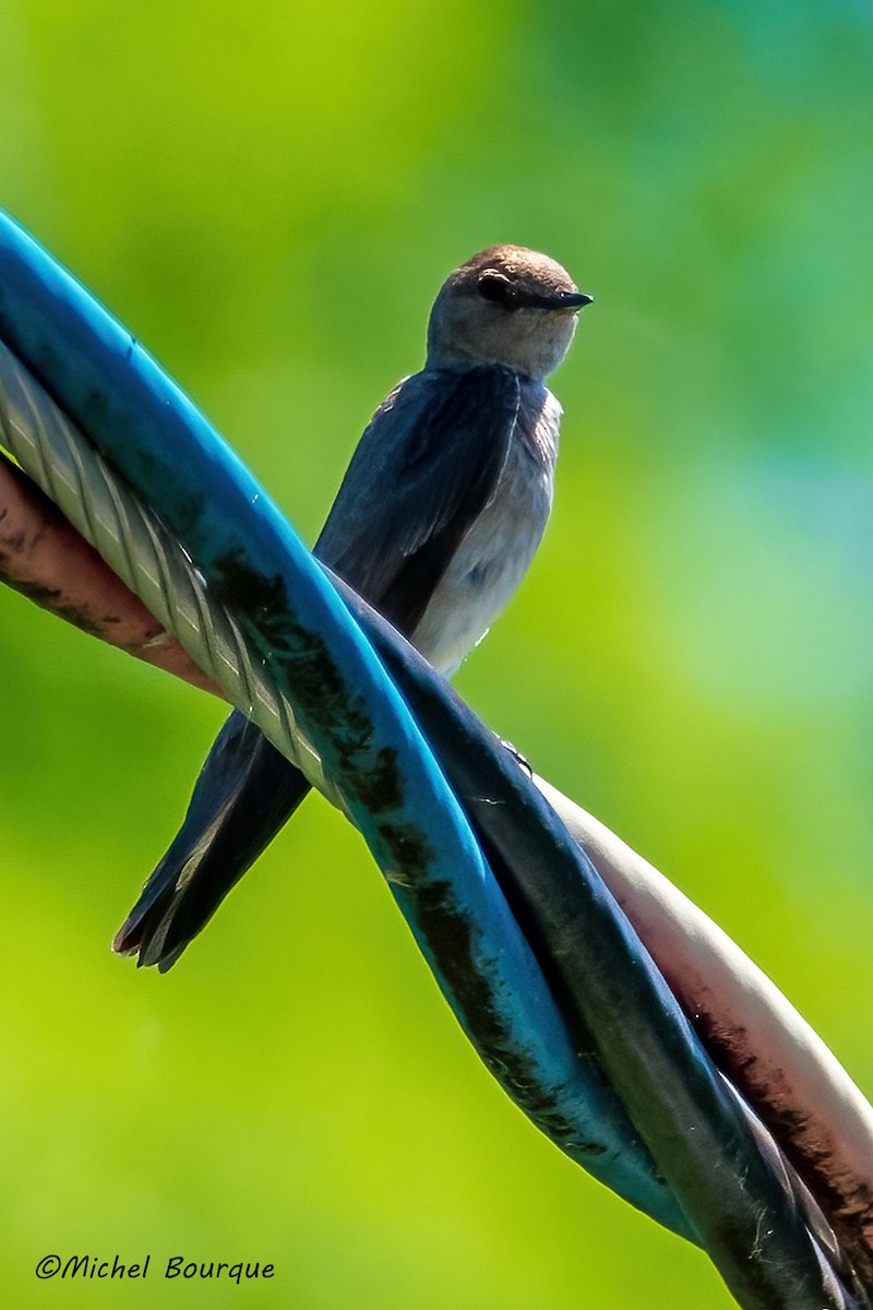 Northern Rough-winged Swallow - ML512125221