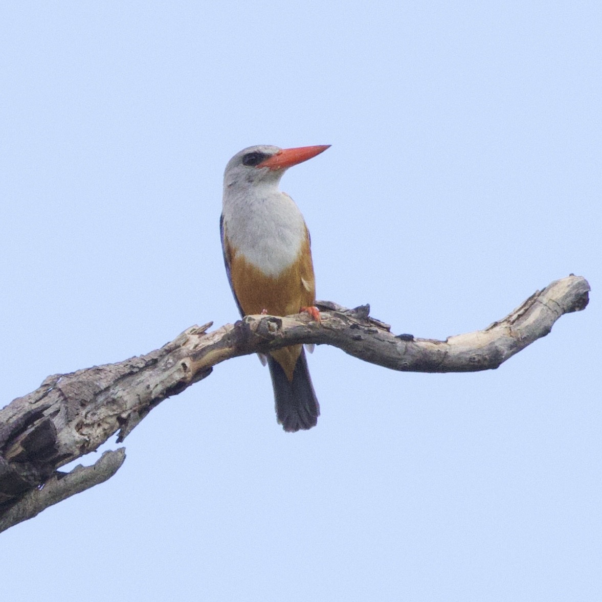 Gray-headed Kingfisher - ML512126721