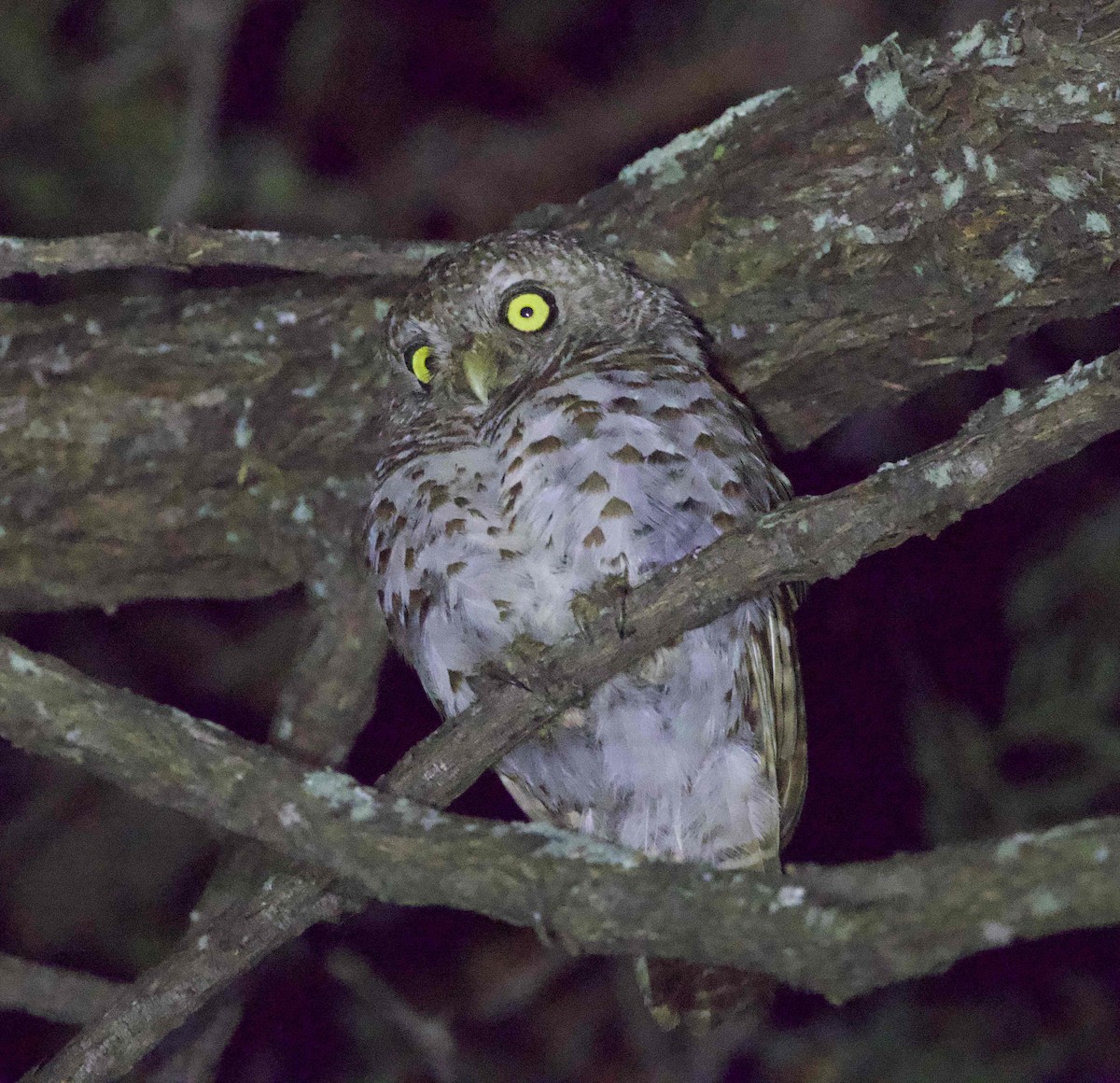 African Barred Owlet - ML512126921