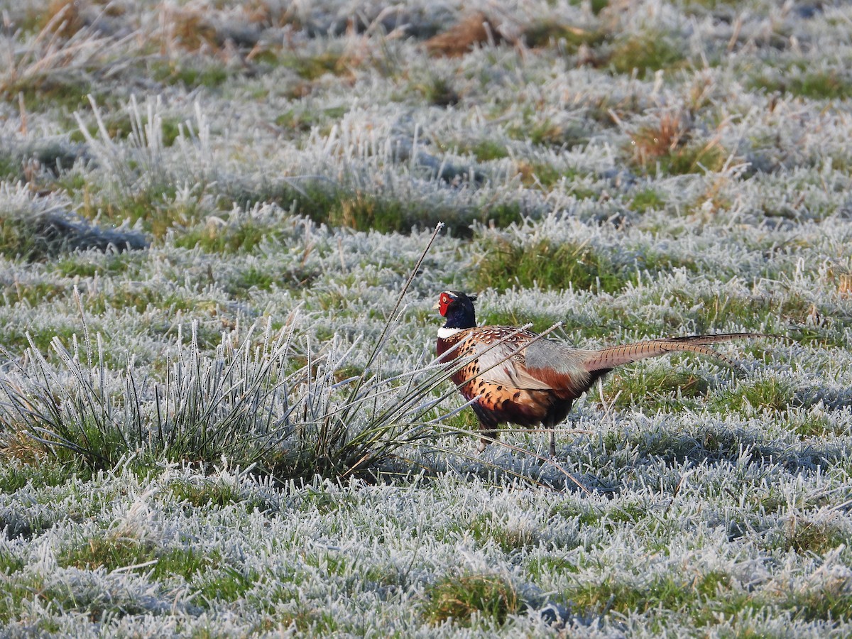 Ring-necked Pheasant - ML512133181