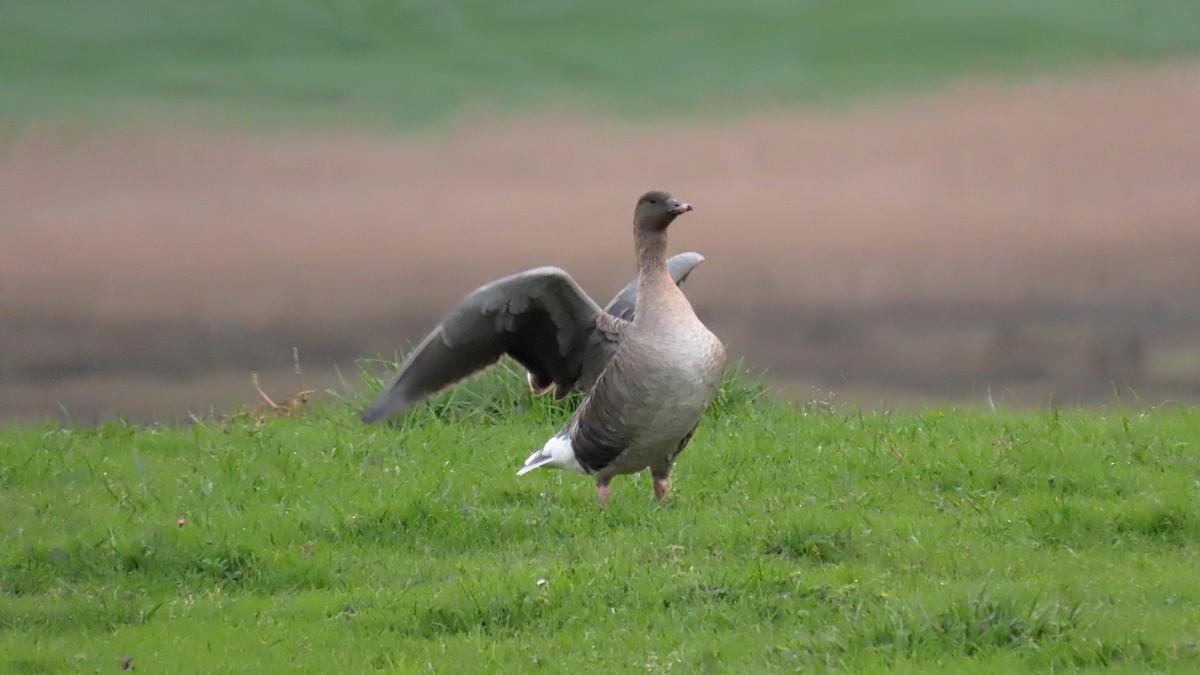 Pink-footed Goose - esther camacho moro