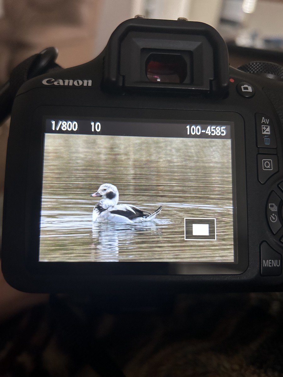 Long-tailed Duck - ML512138551