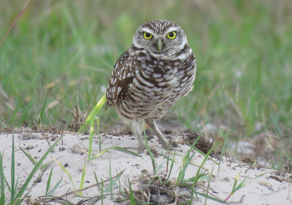 Burrowing Owl - Robert Hunnings