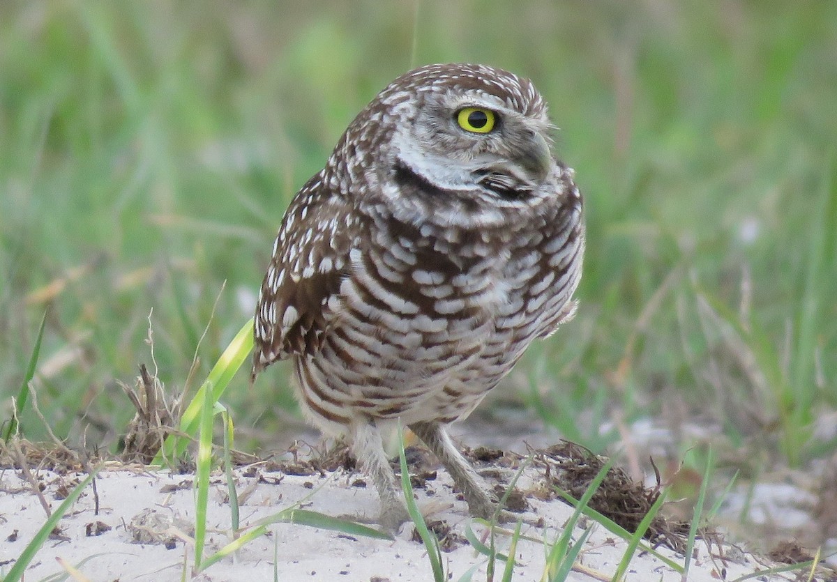 Burrowing Owl - ML51213971