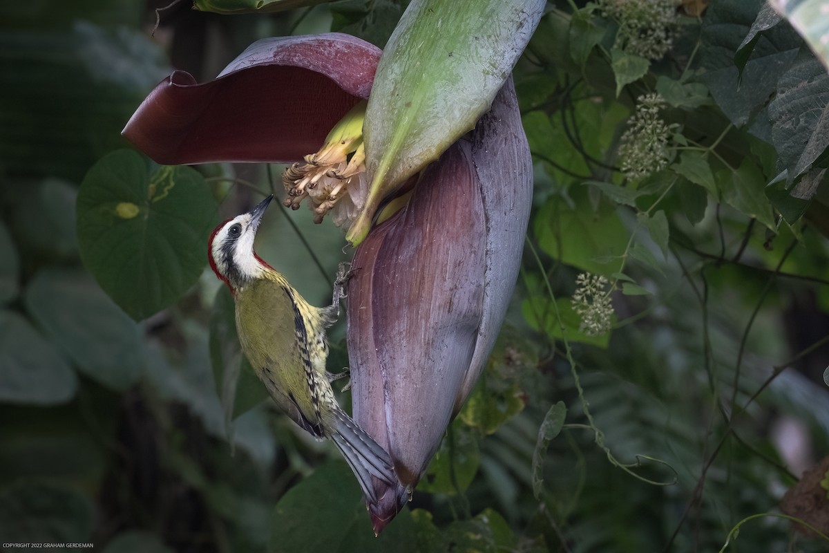 Cuban Green Woodpecker - ML512140591