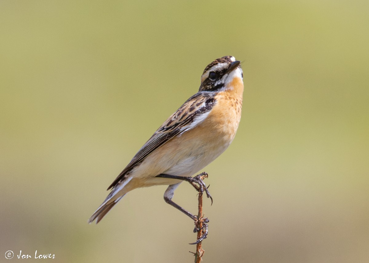 Whinchat - ML512140691