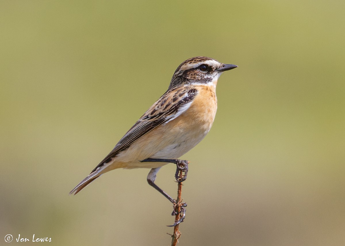 Whinchat - ML512140701