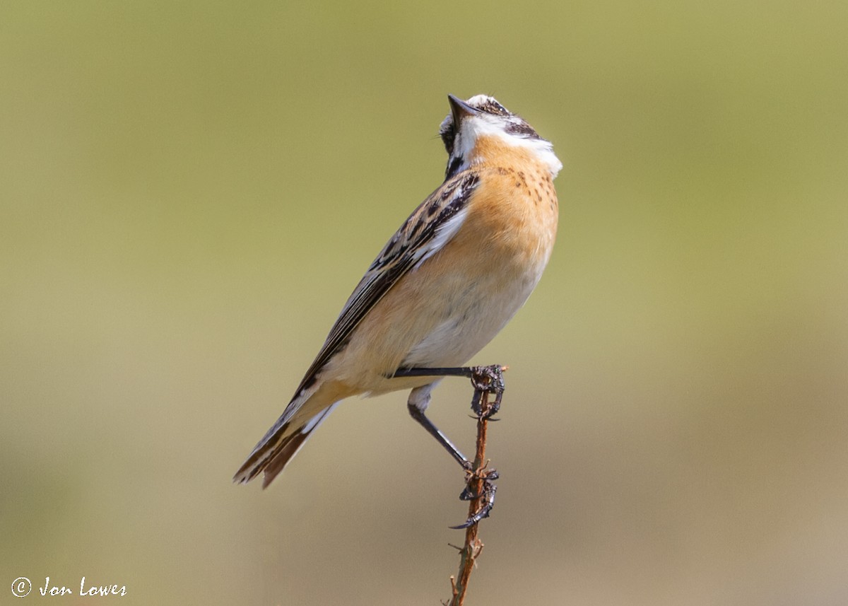 Whinchat - ML512140711