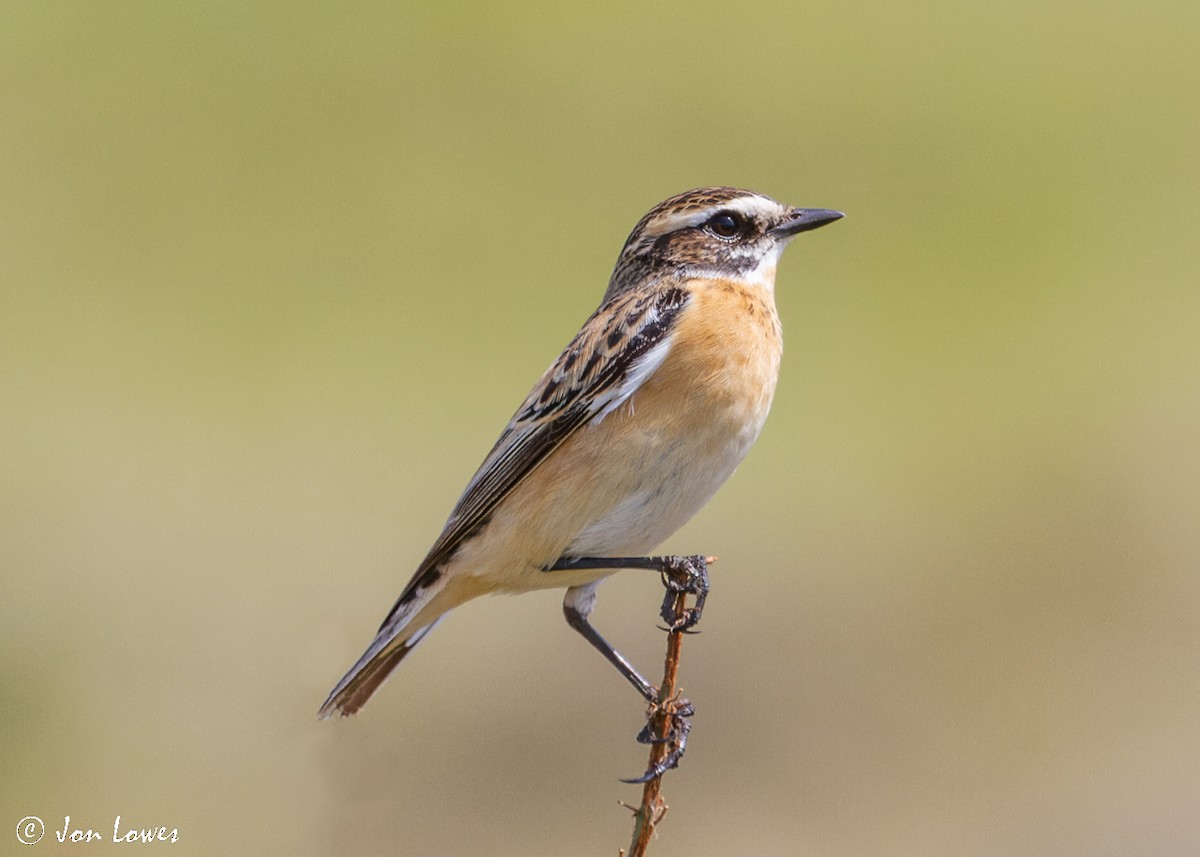Whinchat - ML512140721