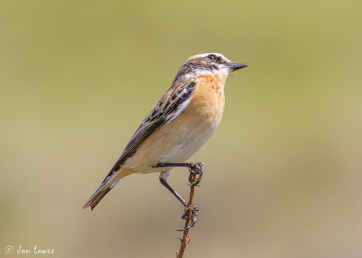Whinchat - ML512140731