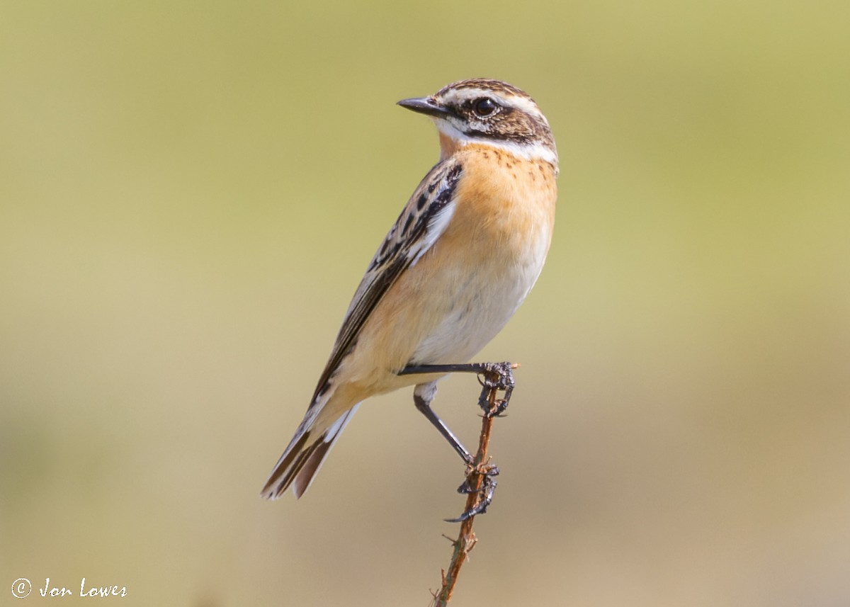 Whinchat - ML512140741