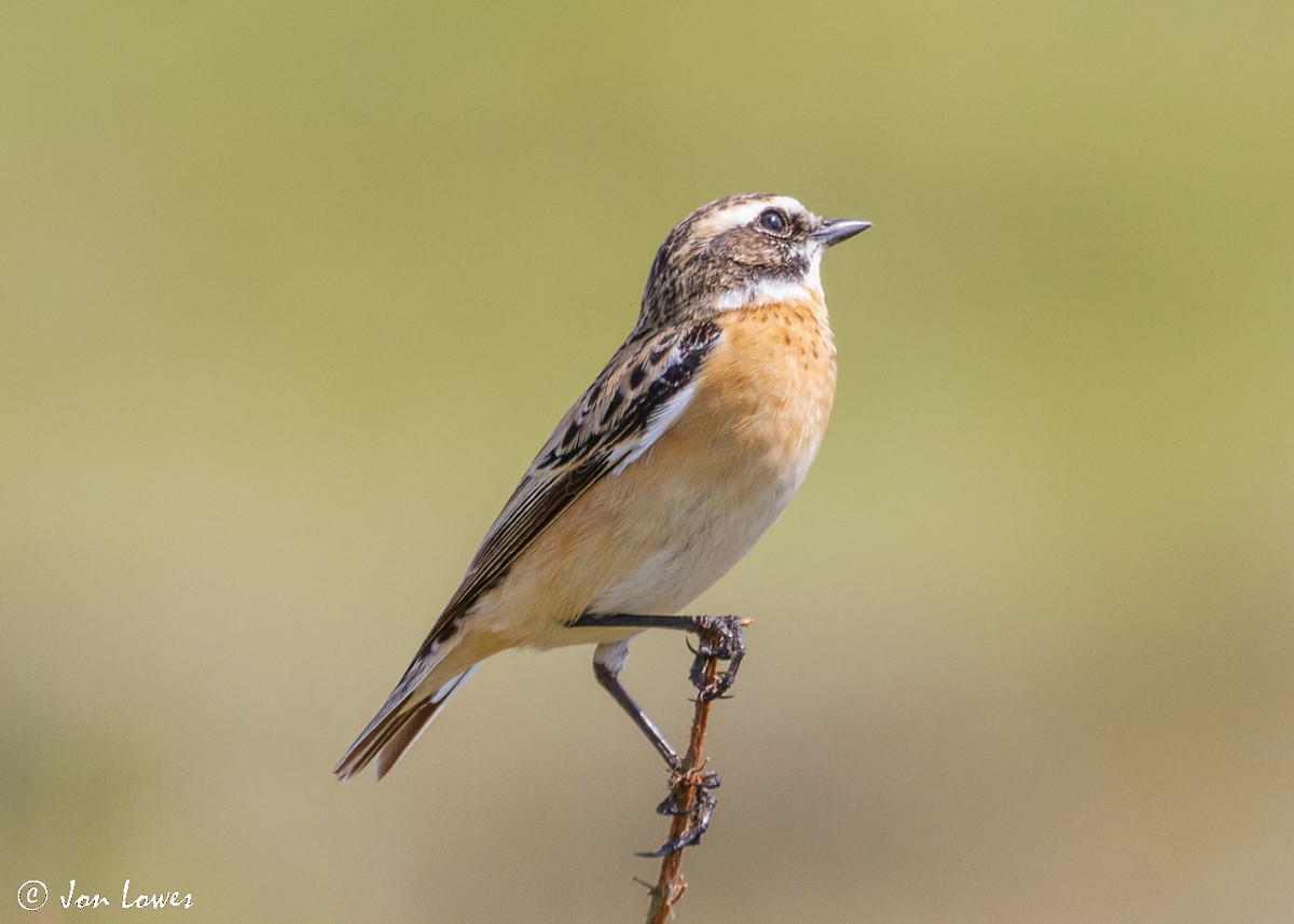 Whinchat - ML512140751