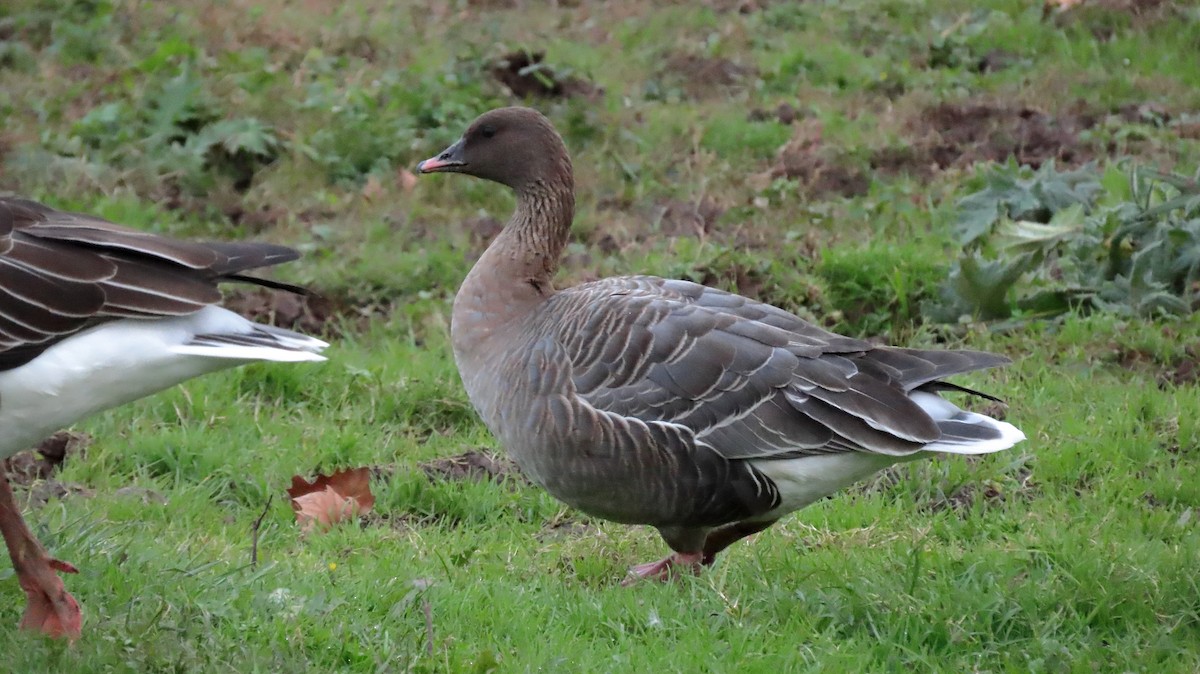 Pink-footed Goose - ML512141461
